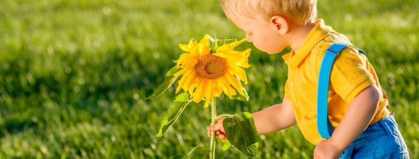 Child wearing blue suspenders holding a sunflower