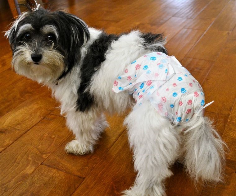 A Dog wearing a Diaper
